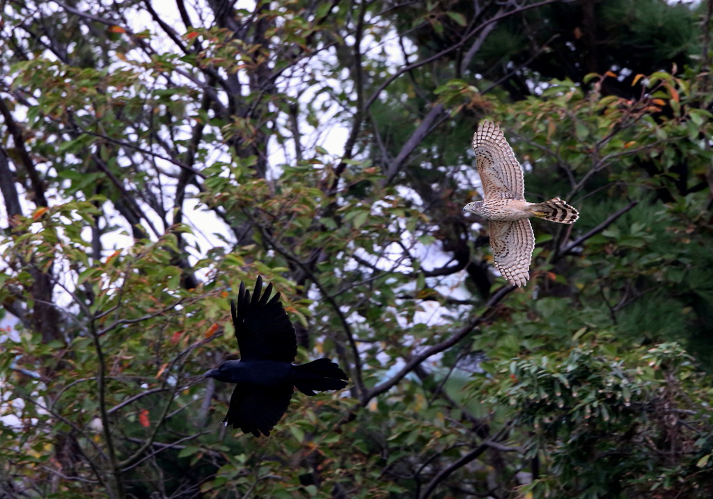 オオタカ幼鳥　VS　カラス