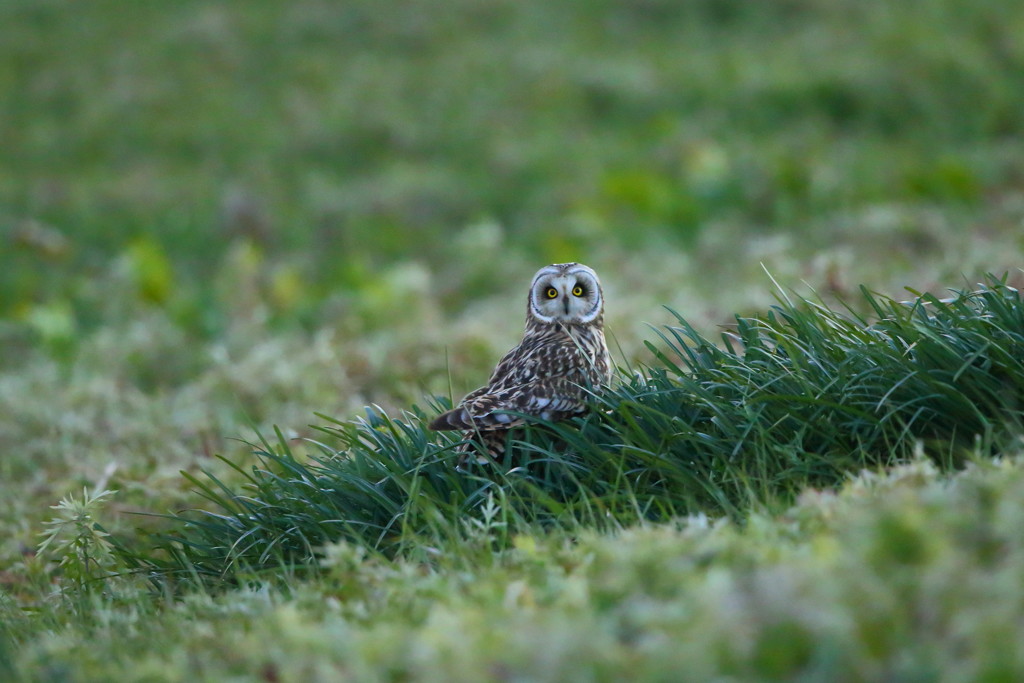 コミミズクー１