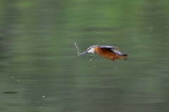 カワセミ飛翔(水出し)