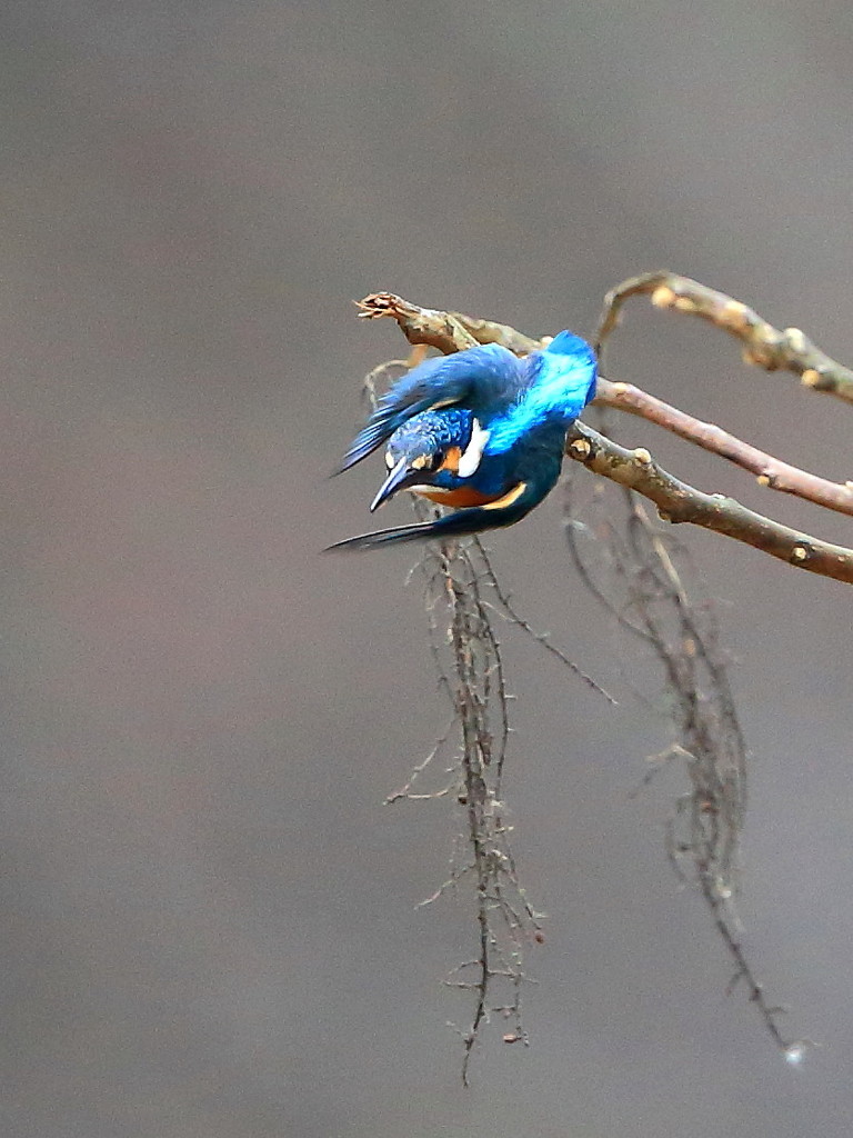 カワセミ(飛出)-1