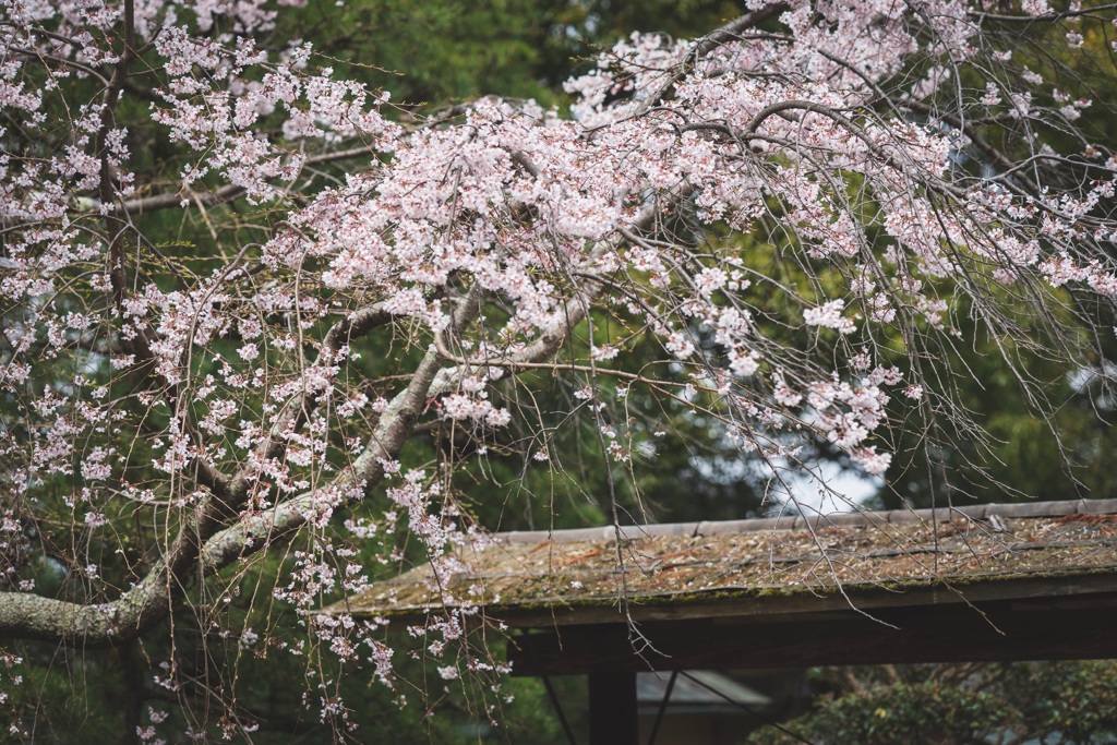 随心院