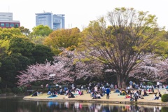 Hanami