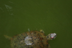 陸は何処か