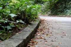 初秋を知らせる路肩