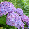 紫陽花