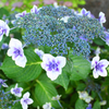 山紫陽花