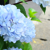 紫陽花 青