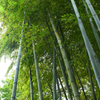 竹林