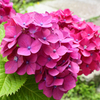 紫陽花 赤