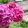 紫陽花 赤