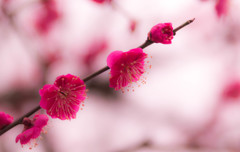 梅５