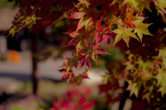 紅葉