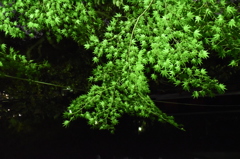 緑紅葉１