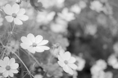 秋桜２