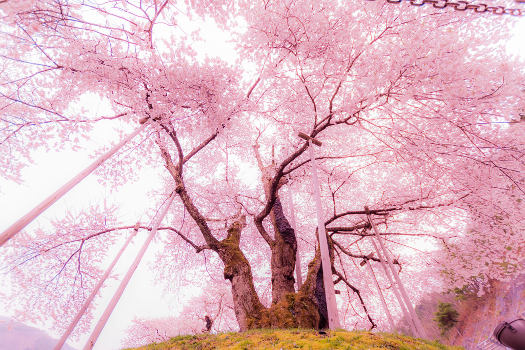 荘川桜