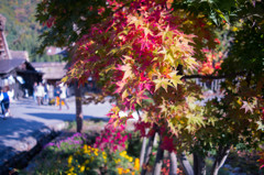 紅葉１
