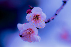 梅２