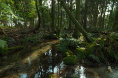 杉沢の杉２