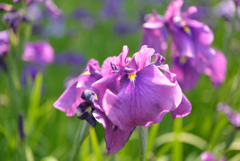花菖蒲