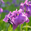 花菖蒲