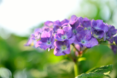 紫陽花