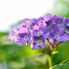 紫陽花
