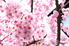 光の中の桜3