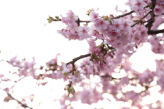 光の中の桜