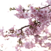 光の中の桜