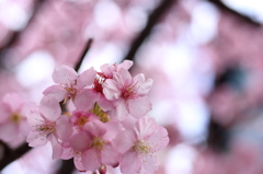 光の中の桜2