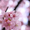 光の中の桜2