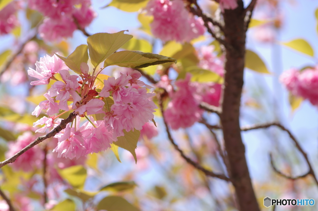 里桜