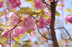 里桜