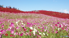 秋桜と箒木の丘