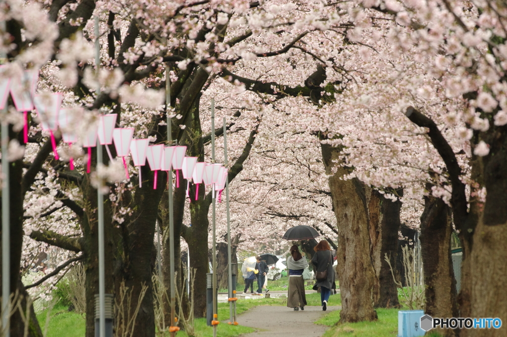 桜のトンネル
