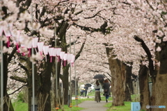 桜のトンネル