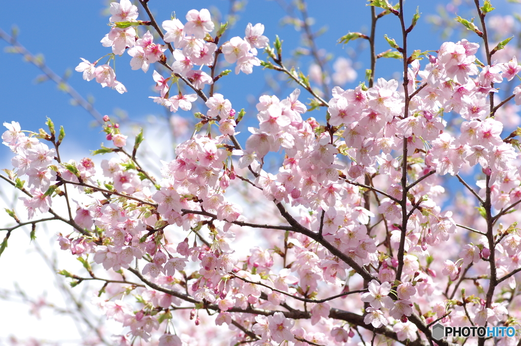 晴天下の桜