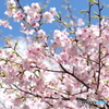 晴天下の桜