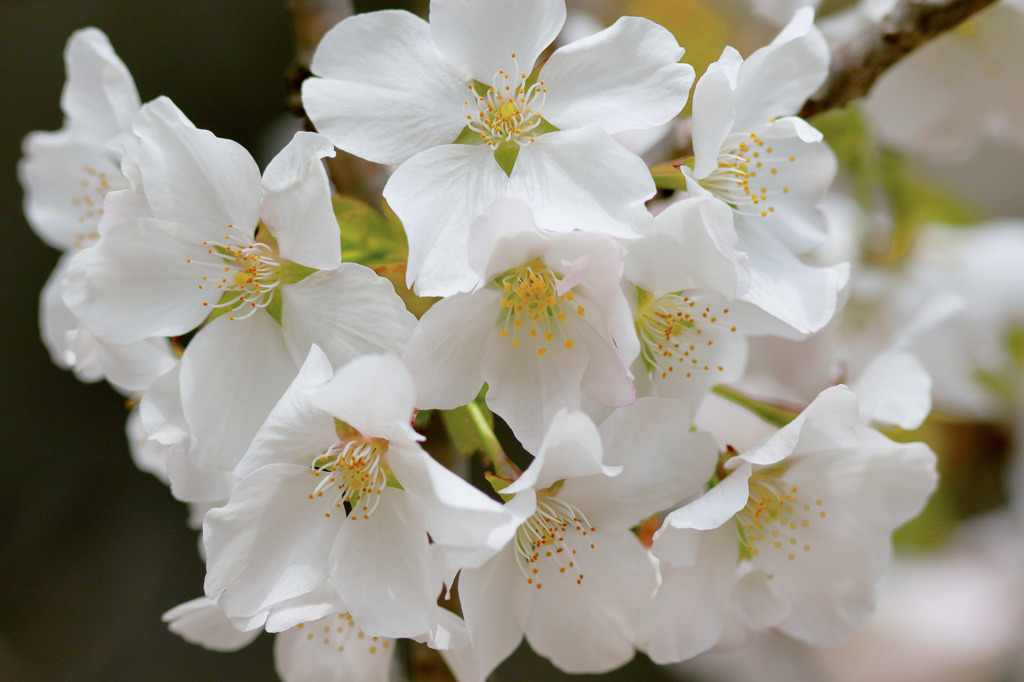 古木の白い花