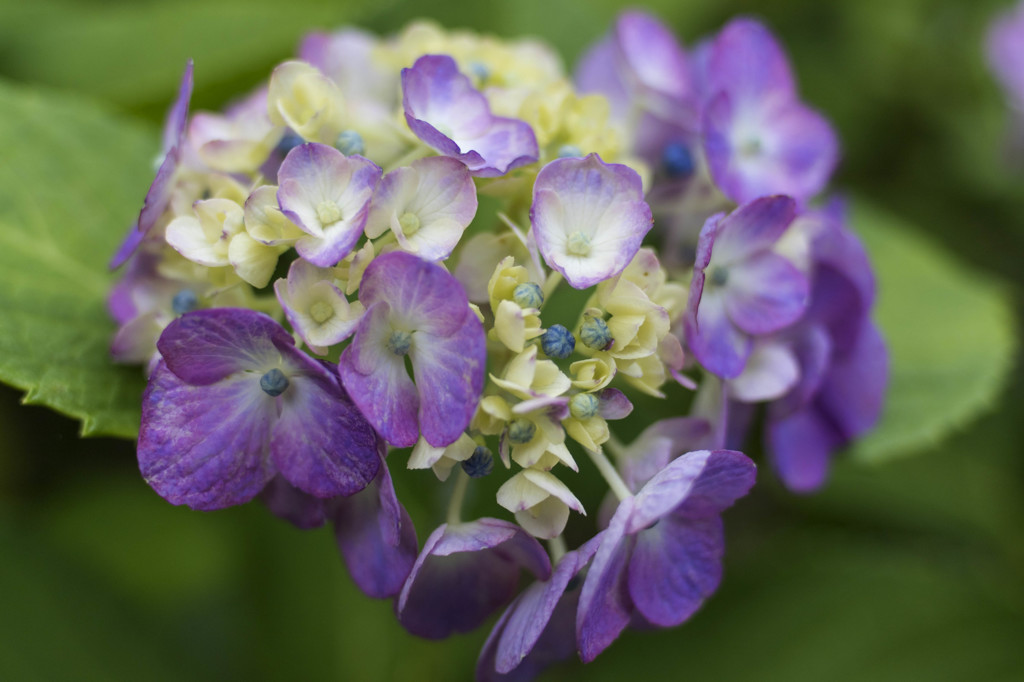 瑞々しい紫陽花