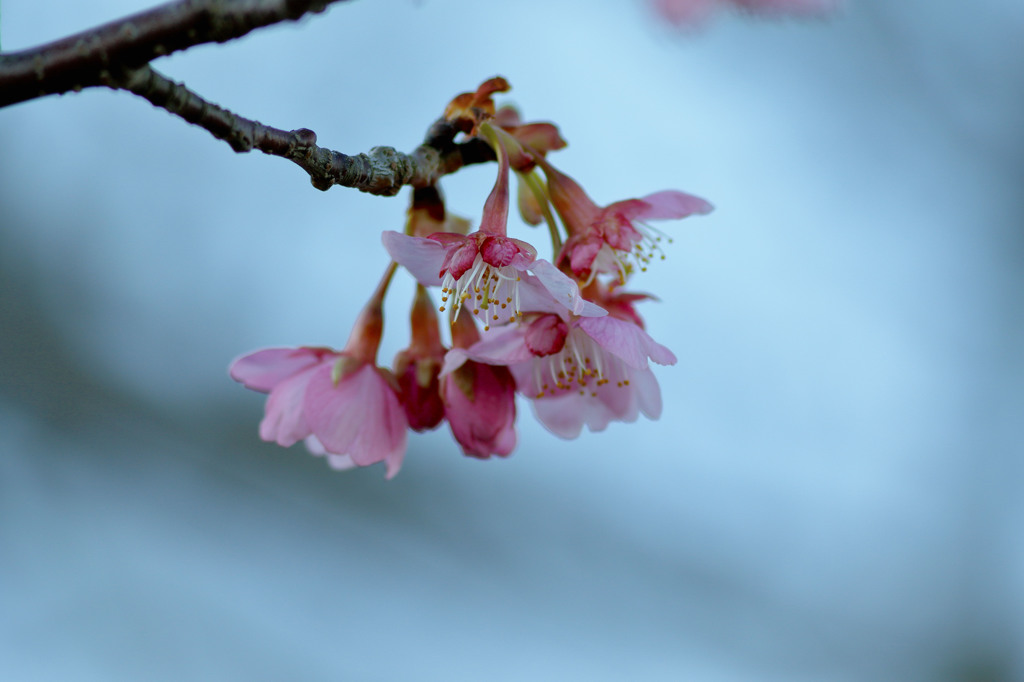 早咲きの桜