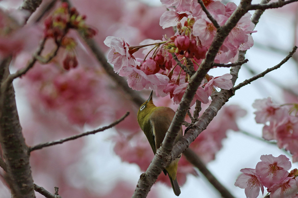 桜花をひとりじめ