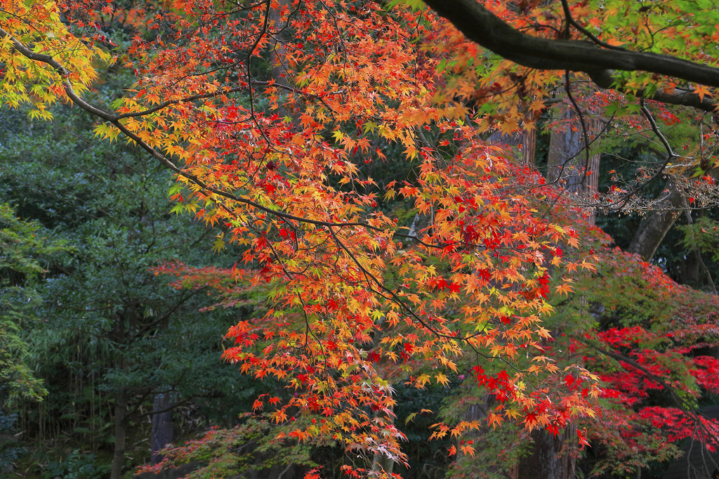 今日の最高の紅葉