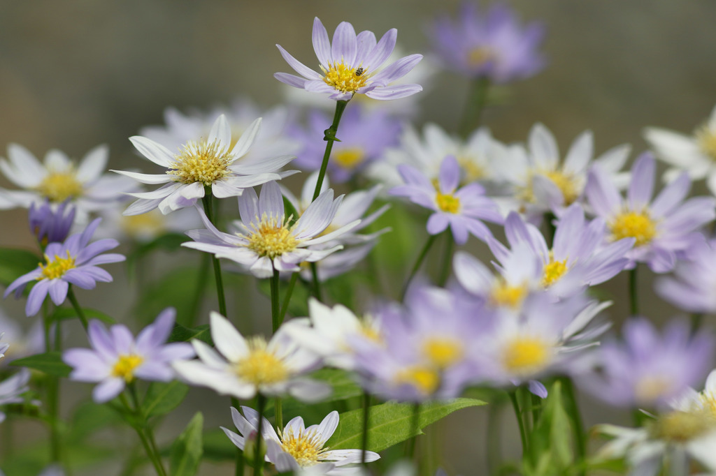 庭の花