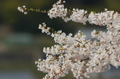 誇らしく咲いて美杉の薄墨桜