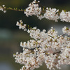 誇らしく咲いて美杉の薄墨桜