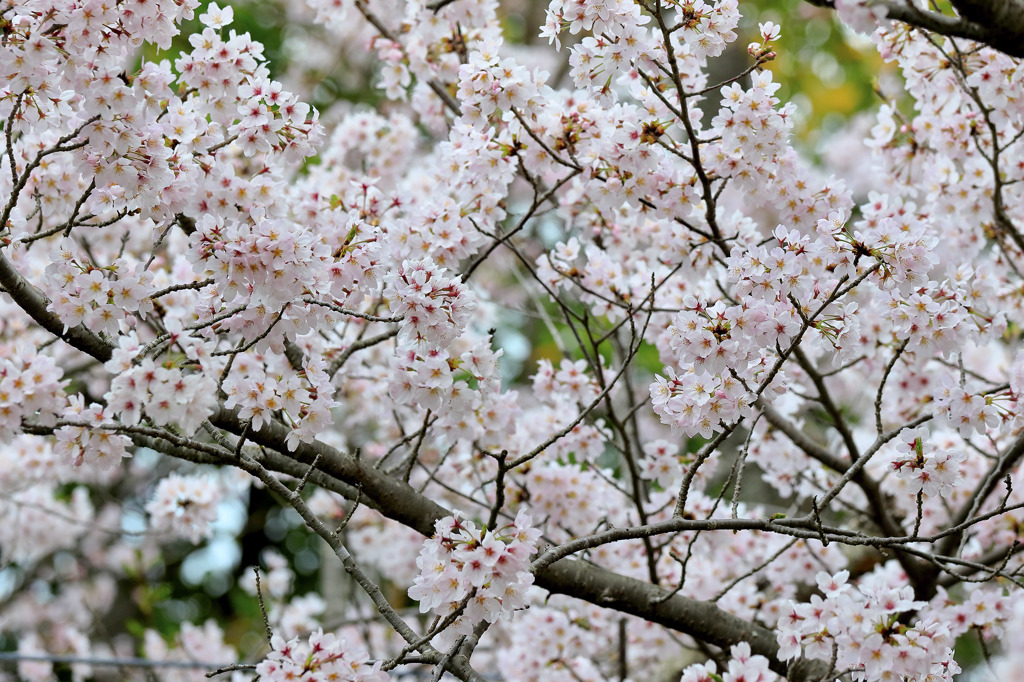 職場の桜