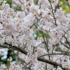 職場の桜