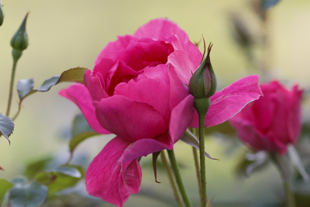 今年も咲いた家の薔薇