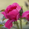 今年も咲いた家の薔薇